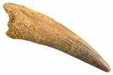 Fossil Spinosaurus Tooth - Real Dinosaur Tooth #344351-1